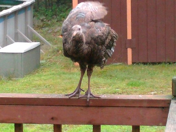 Turkeys peeking into kitchen