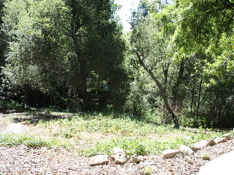 lots of trees