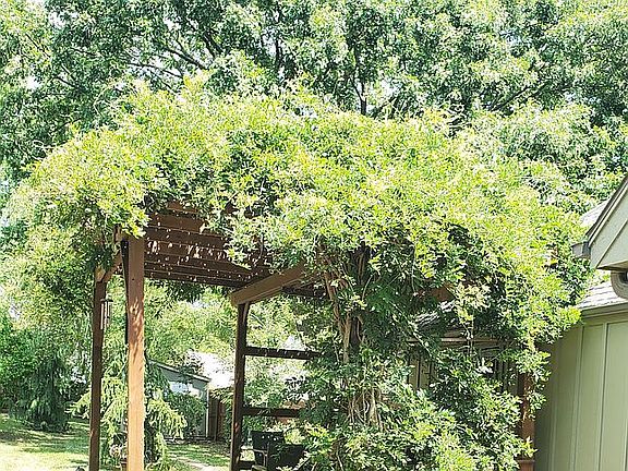 Mature Wisteria Pergola