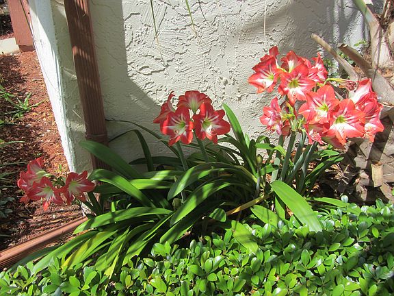 perennials