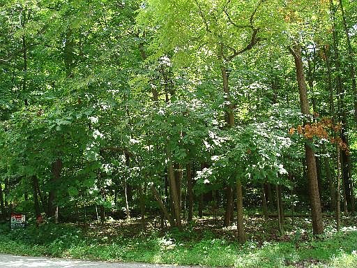 2nd image of 11429 S Brightway
