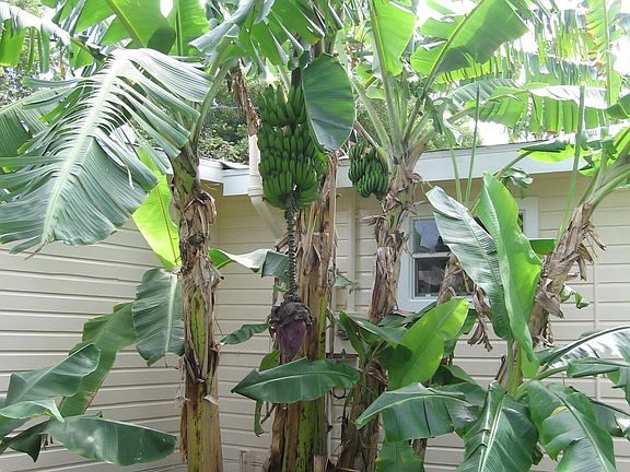 lots of tropcial fruit trees