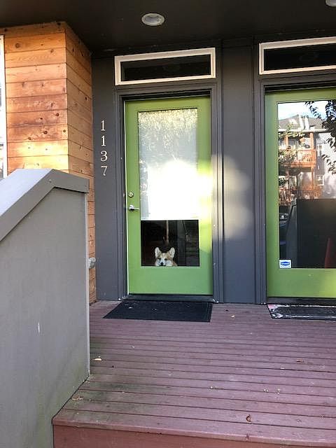 Friendly Corgi to greet you at front door