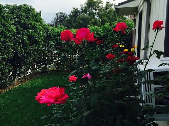 Rose garden