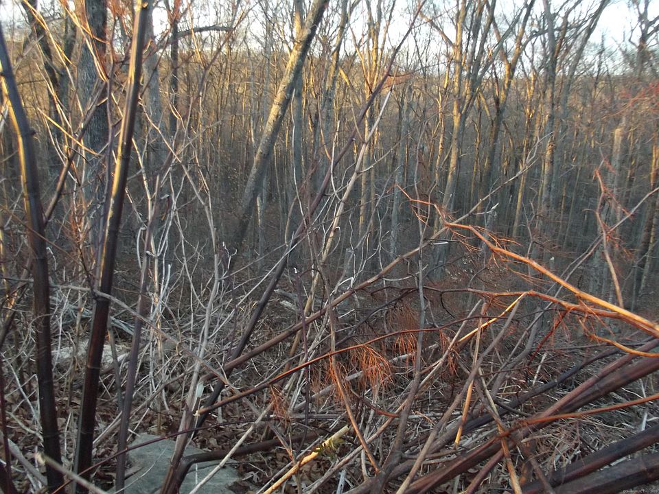 2nd image of E Society Rd