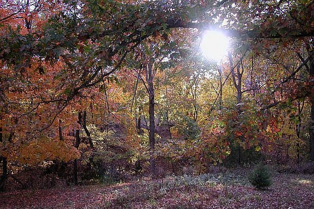 backyard in fall