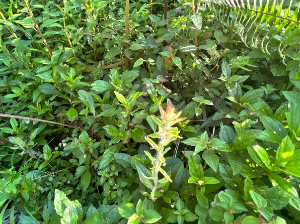 Lehua Rd Lot 433, Pahoa, HI 96778