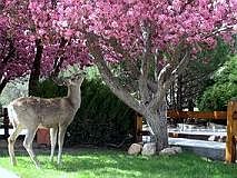 2nd image of 139 Del Oro Cir