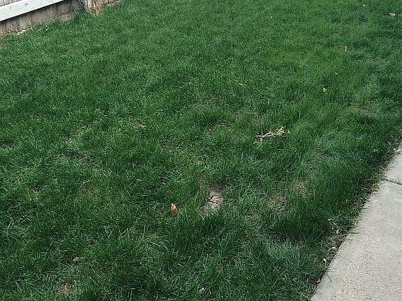 Side back yard