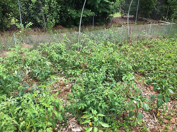 Organic veggie-berry garden- tomatoes, peppers, strawberries