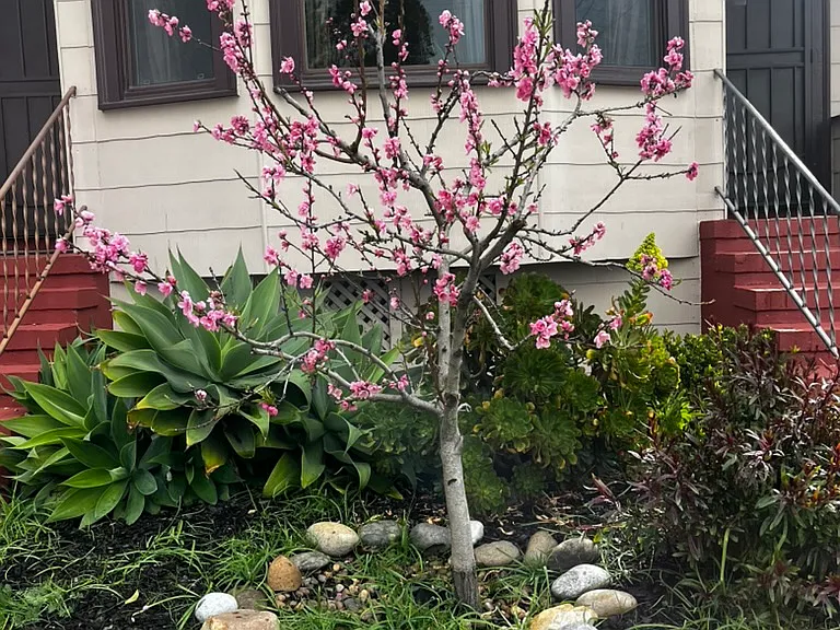 Front yard