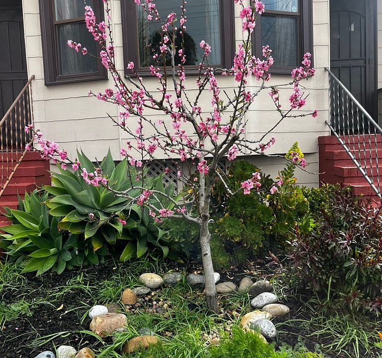 Front yard