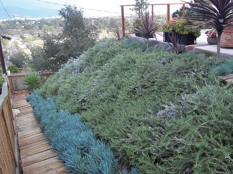 Hillside Backyard View.