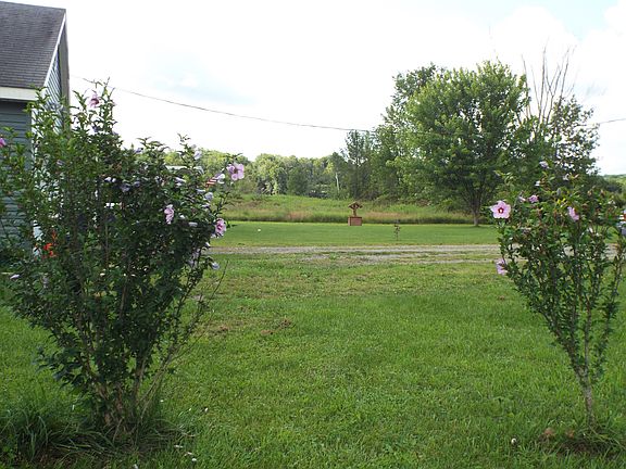 Rose of Sharon bushes