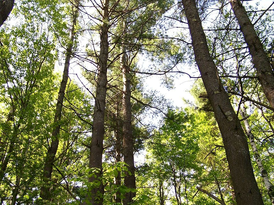 TALL Pine Trees!!!