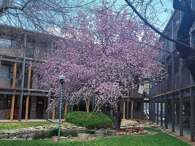Maple Gardens — Photo 17
