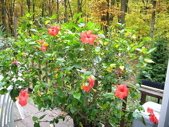 Deck Planting