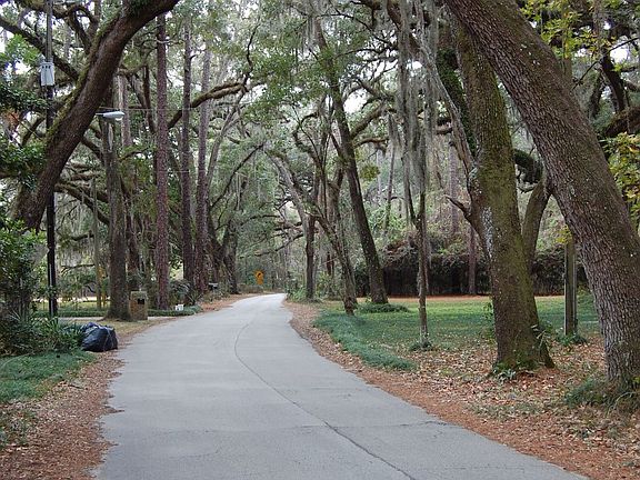 Scenic Tree Covering