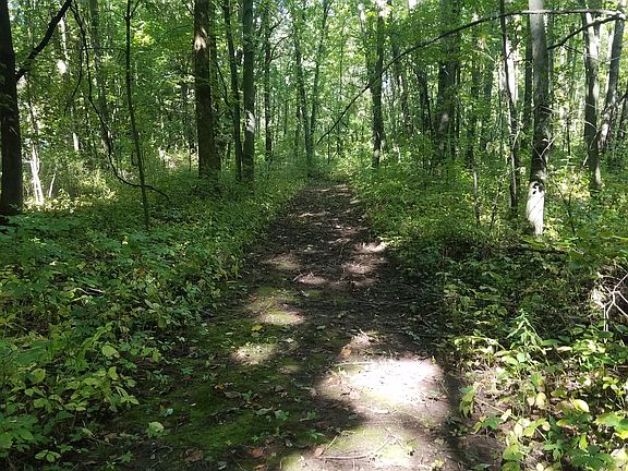 Trails in woods