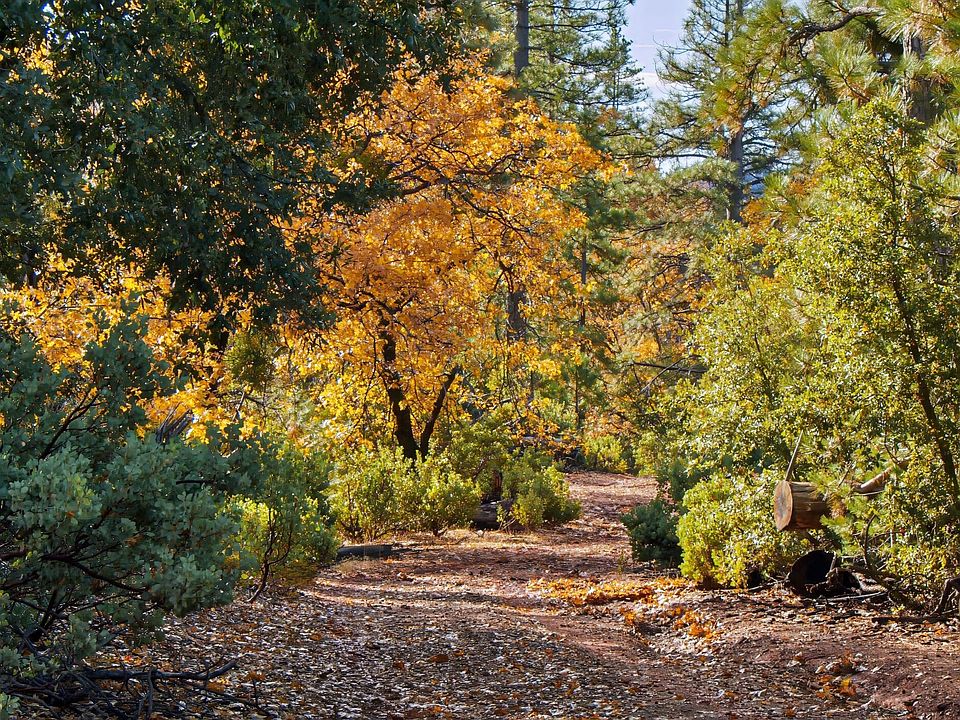 1st image of Forest Road Fs #2N07