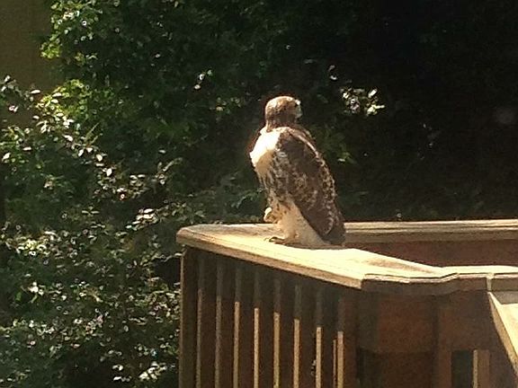 Dock Young Deer Creek...