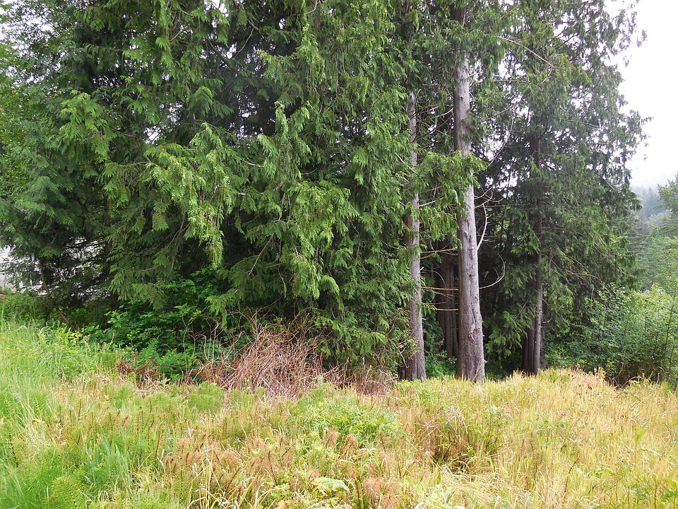 Large trees