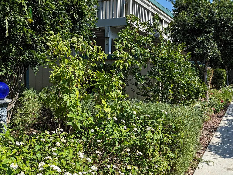 Live Oak Apartments — Photo 78