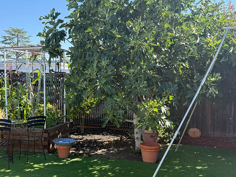 Garden with many fruit trees