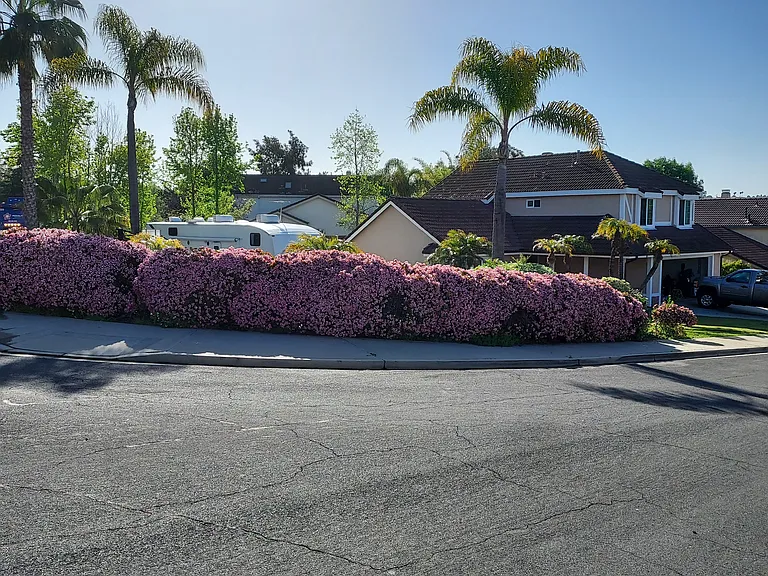 Corner Lot shrubs bloom