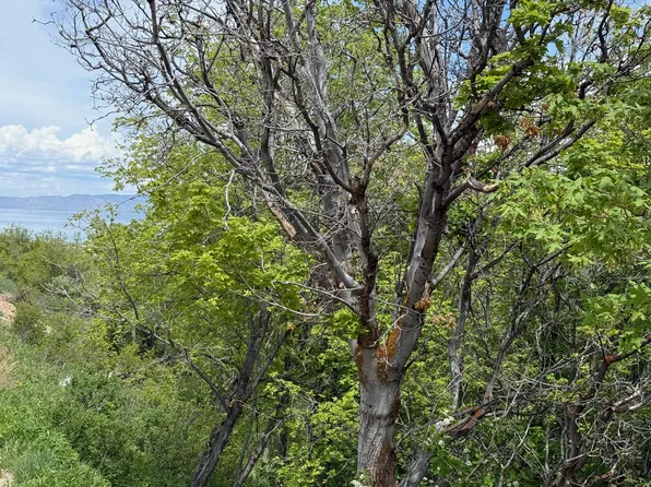 1517 S Mahogany Dr, Garden City, UT 84028