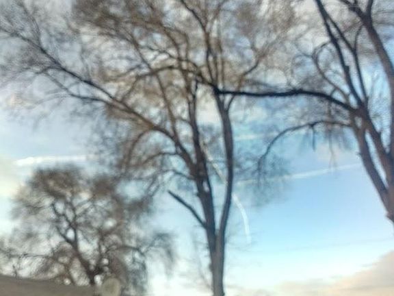 Beautiful trees provide sunshine in winter & cool shade in s