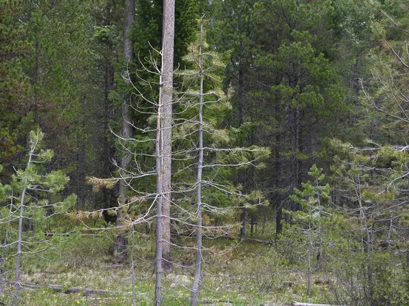 4468 Stone Run, Island Park, ID 83429