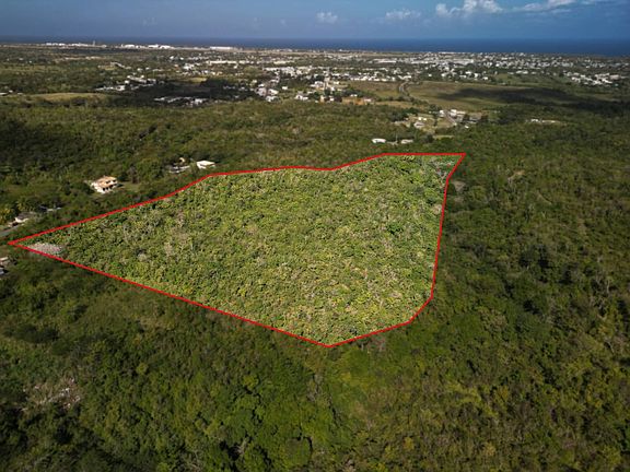 5th image of Pr4459 Ceiba Alta