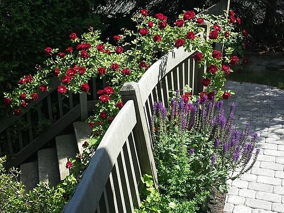 Front walkway in spring