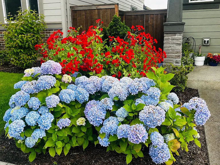 Spring brings additional colors at front yard