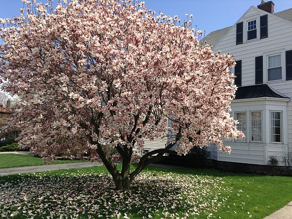 5th image of 895 Parkside Ave