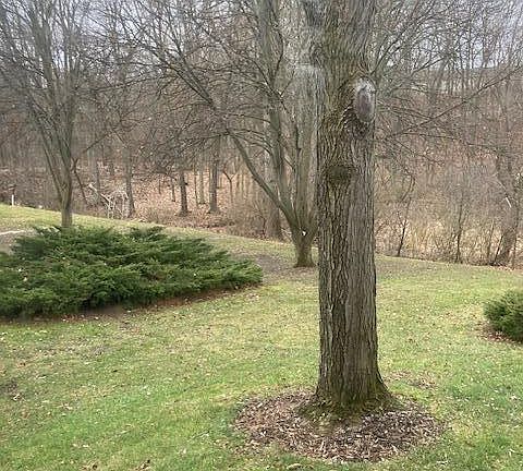 5th image of 239 Bona Vista Dr NW