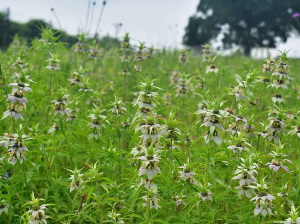 505 ENGELKE RD LOT B, Kingsbury, TX 78638