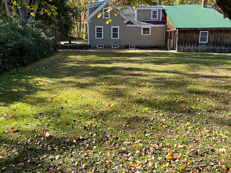 side yard lined with rhododendron bushes and pear trees