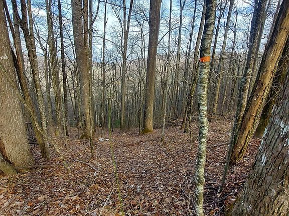 3rd image of 9 & 9A Wild Bird Ln