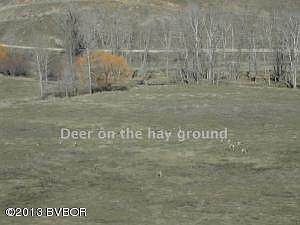 Deer on Ranch
