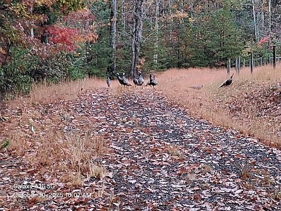 Lots of wildlife