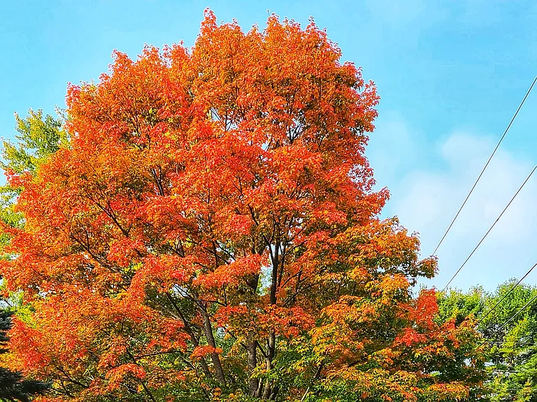 This sugar maple puts on a show each fall. You are welcome to try tapping it!