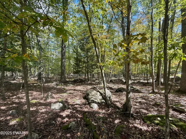 Paper Birch N, Tafton, PA 18464