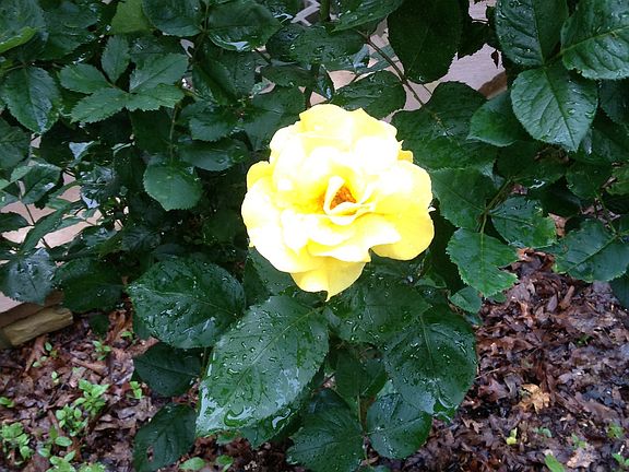 Rose Garden