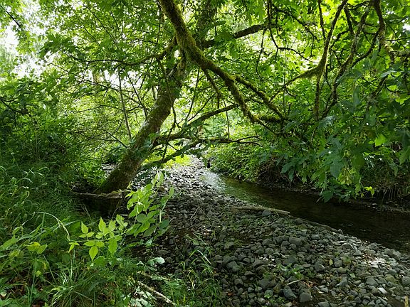 year round creek/summer view