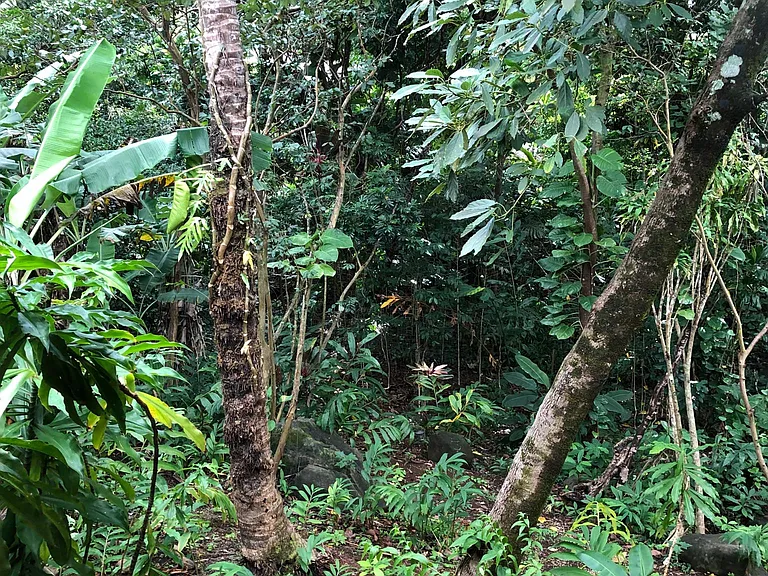 Kapuai Rd — Photo 15