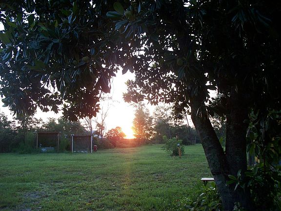 Sunrise under my Magnolia Tree