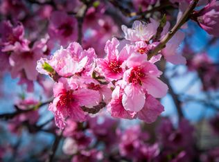 906 Holmes St, Calimesa, CA 92320