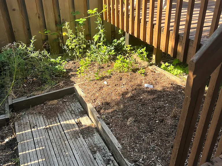 Back Yard-1